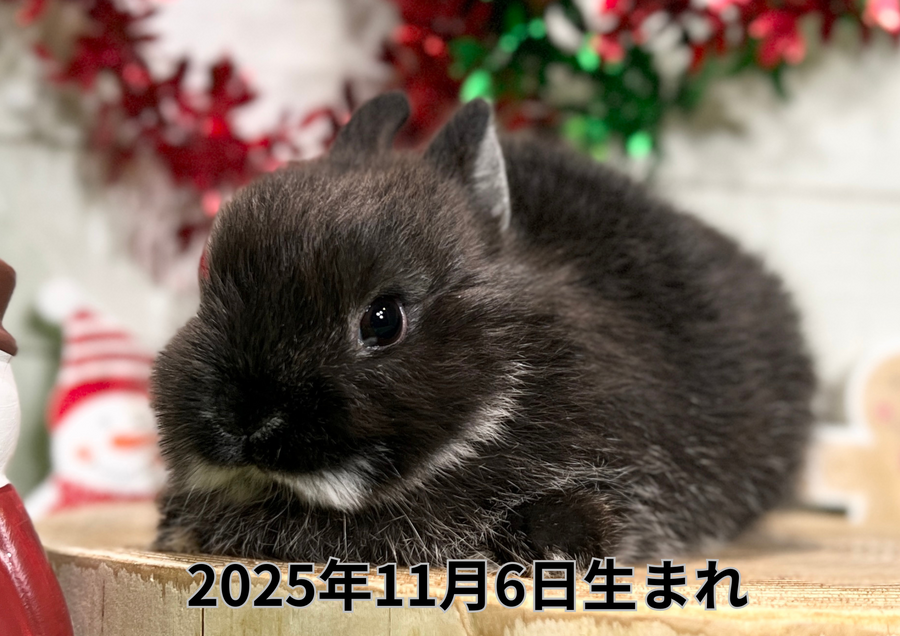 バナー変更 (7).PNG