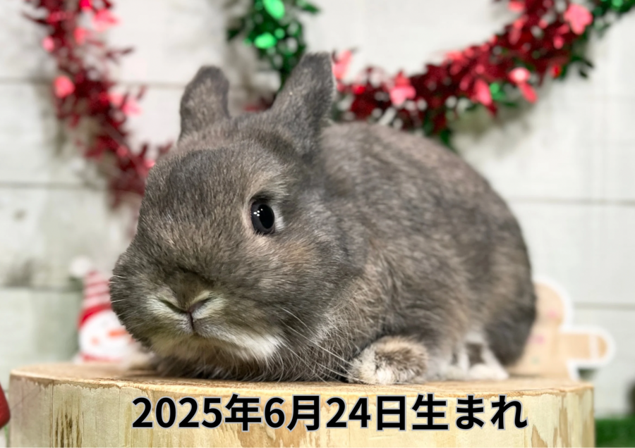 バナー変更 (8).PNG