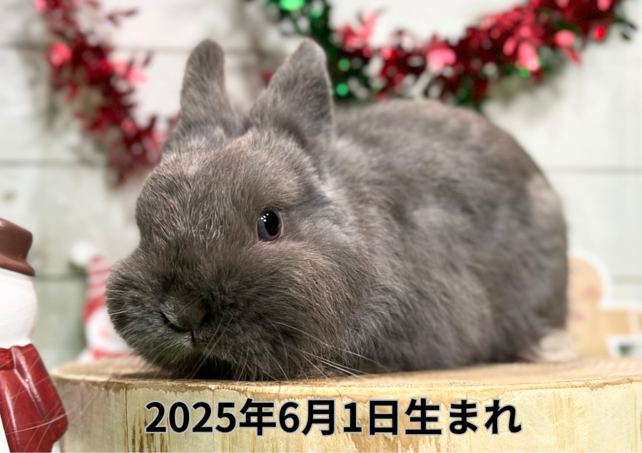 バナー変更 (9).PNG