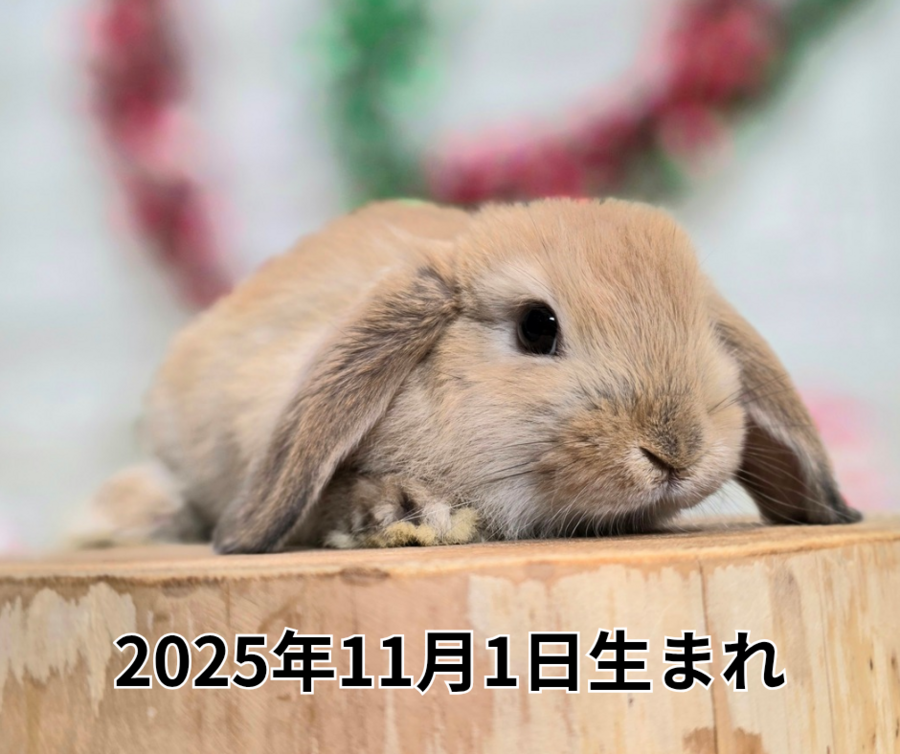 2025年11月5日生まれ_20251219_200433_0000.png