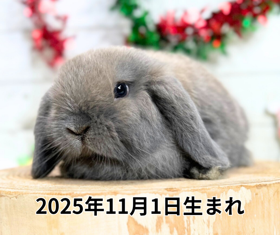 2025年11月5日生まれ_20251221_001816_0000.png