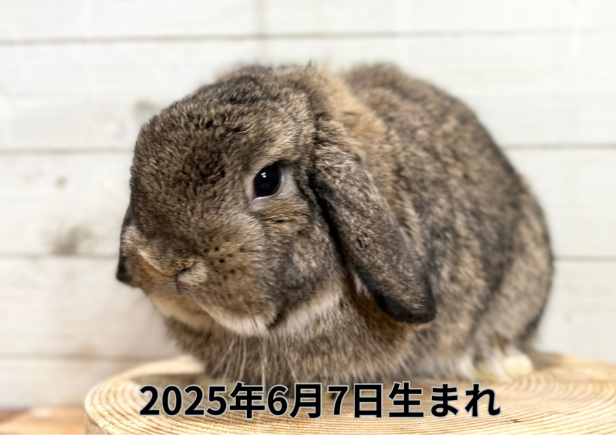 ロップチェスバナ (2).PNG