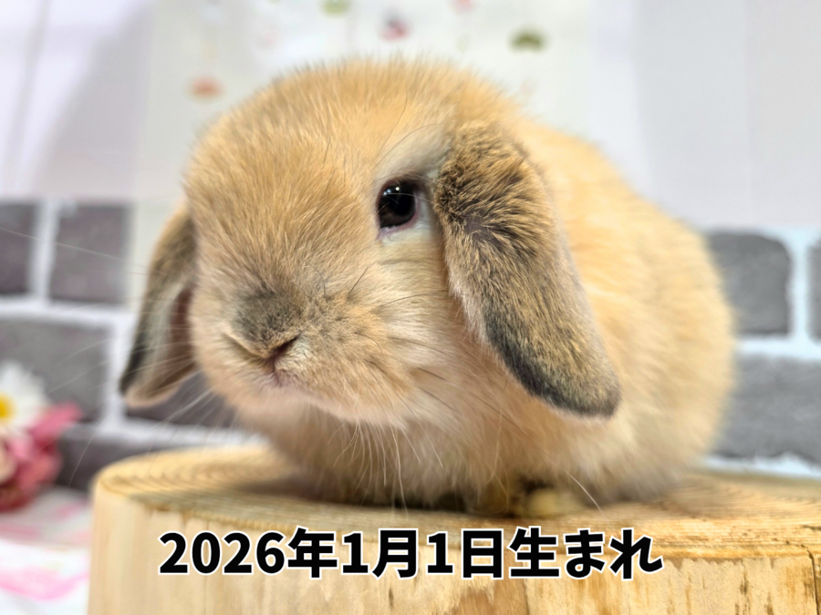 ネザーランドドワーフ オレンジ_20260219_211312_0000.png