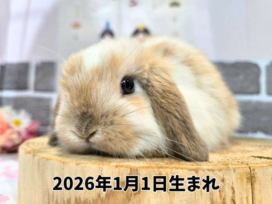 ネザーランドドワーフ オレンジ_20260219_211342_0000.png