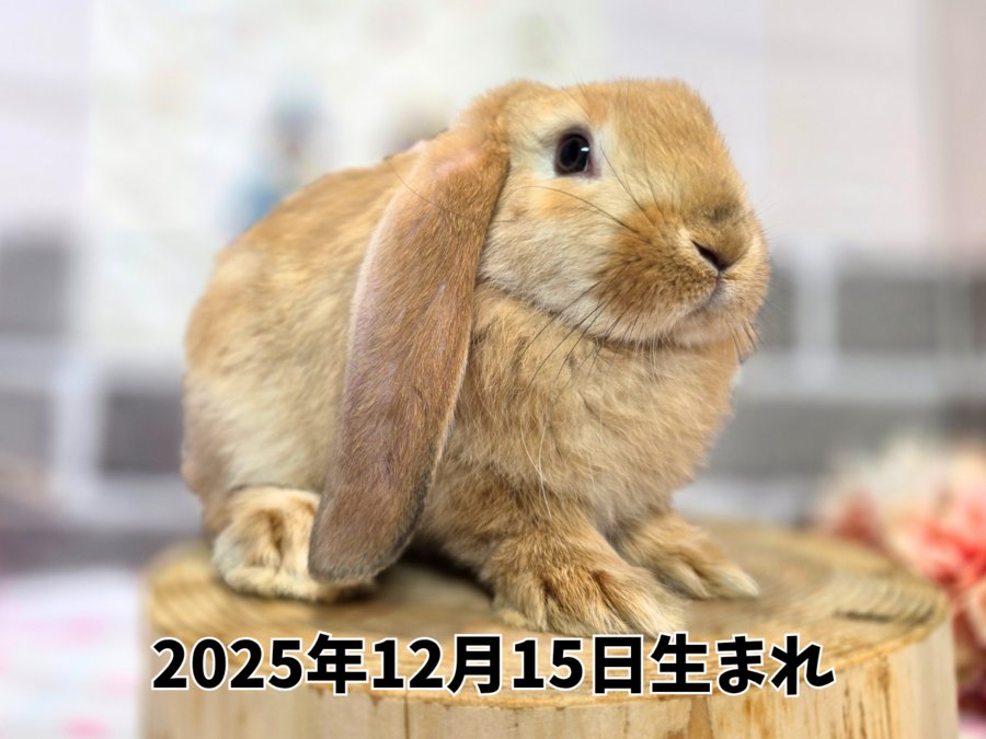 フレンチロップ オレンジ_20260206_222306_0000.png