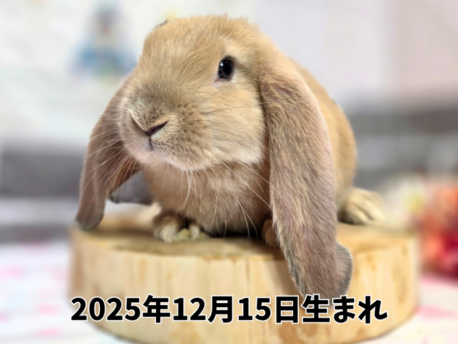 フレンチロップ　フォン_20260206_222206_0000.png