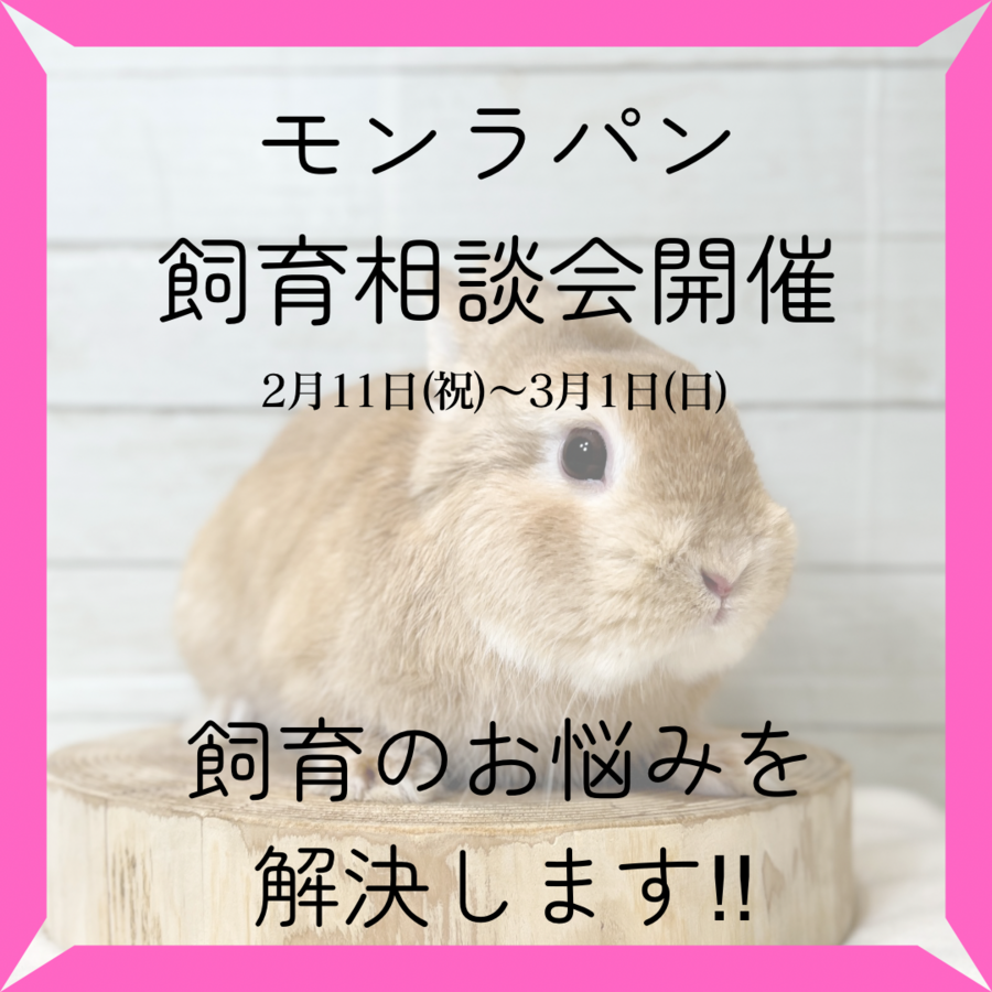 飼育相談会 (1).PNG