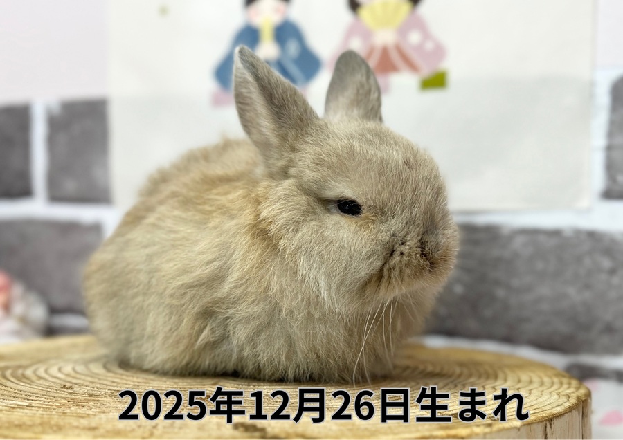 20260211入店うさぎ (1).JPG