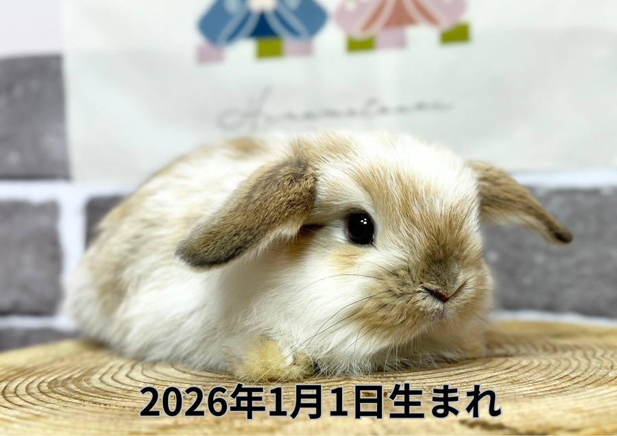20260211入店うさぎ (3).JPG