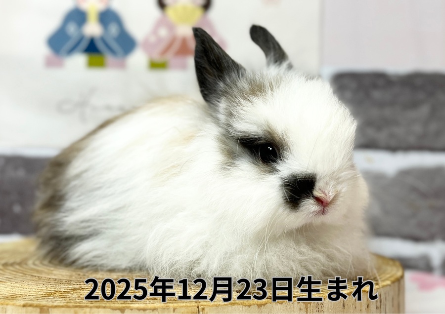 20260211入店うさぎ (4).JPG
