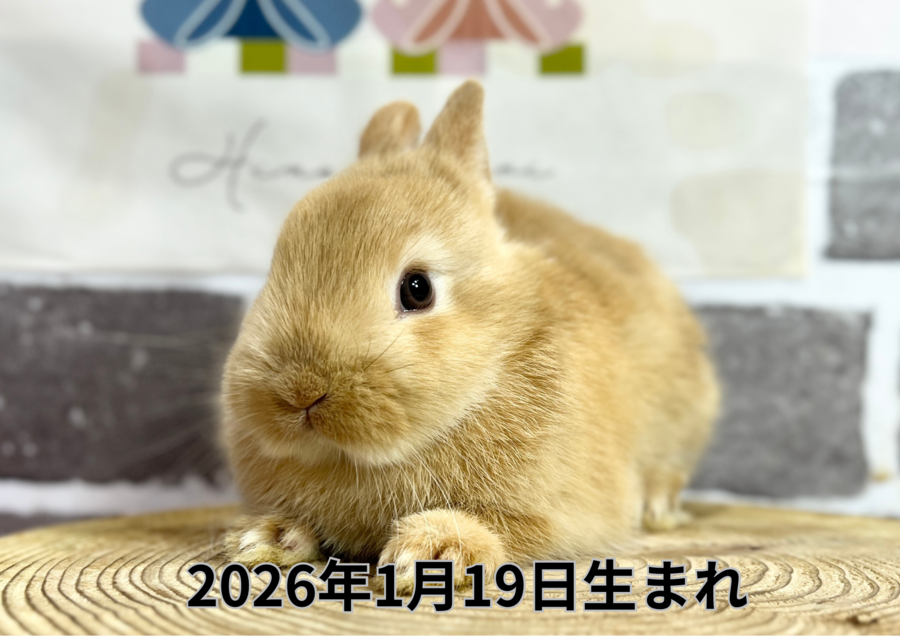 20260220入店バナー (1).PNG