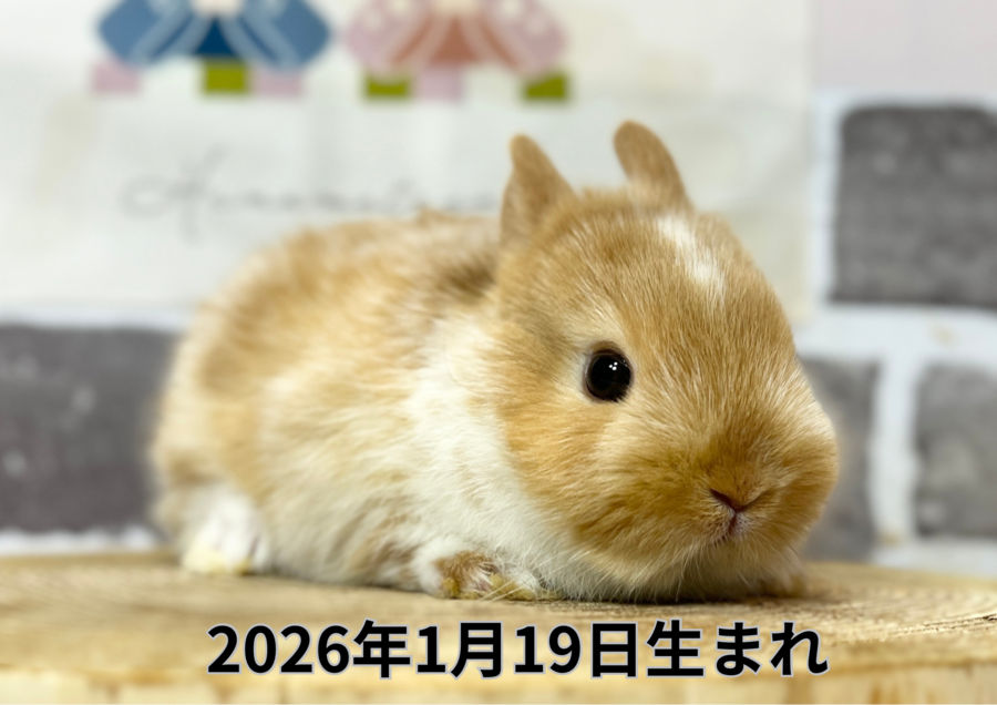 20260220入店バナー (2).PNG
