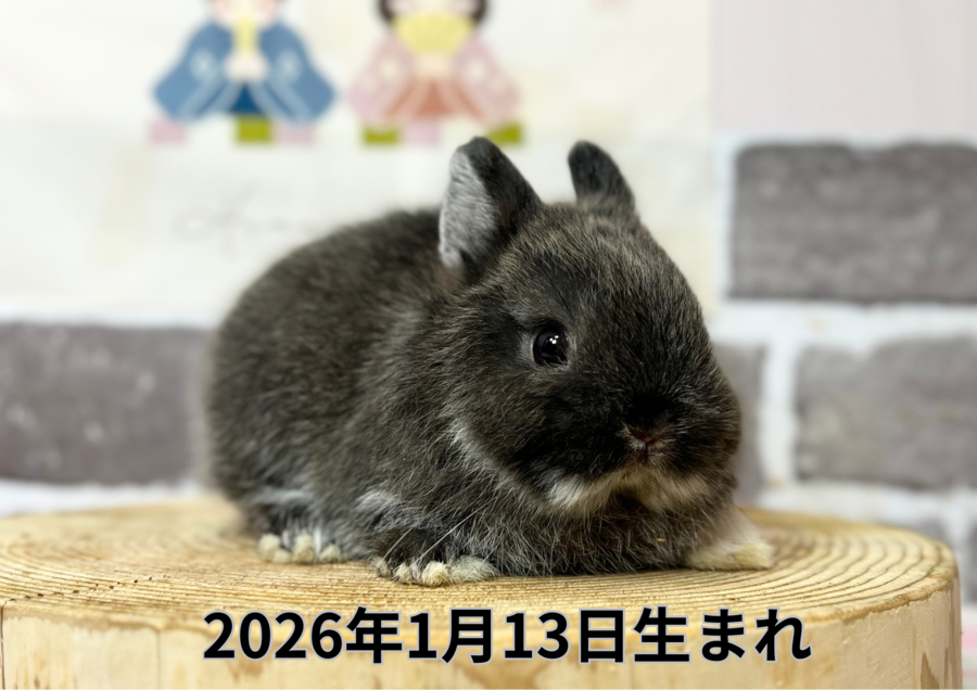 20260223入店ウサギ (1).PNG