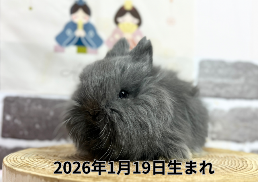 20260223入店ウサギ (2).PNG