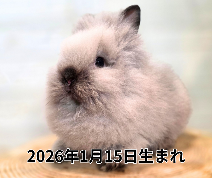 2025年11月5日生まれ_20260312_211044_0000.png