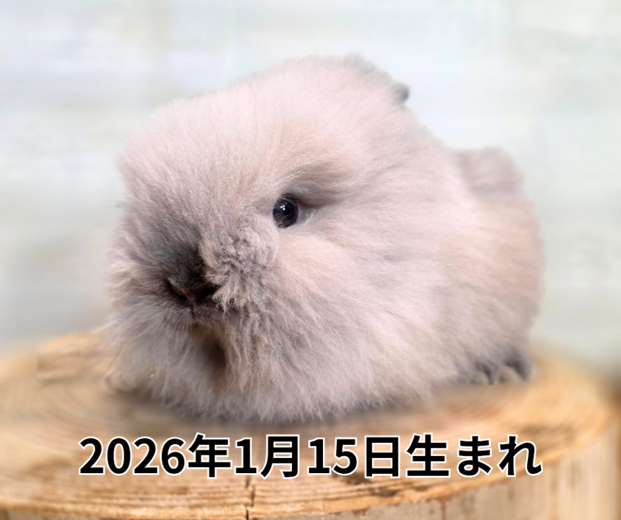 2025年11月5日生まれ_20260312_211154_0000.png