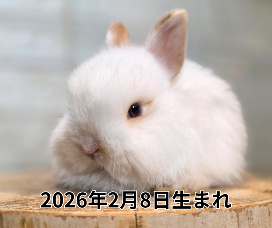 2025年11月5日生まれ_20260312_211243_0000.png