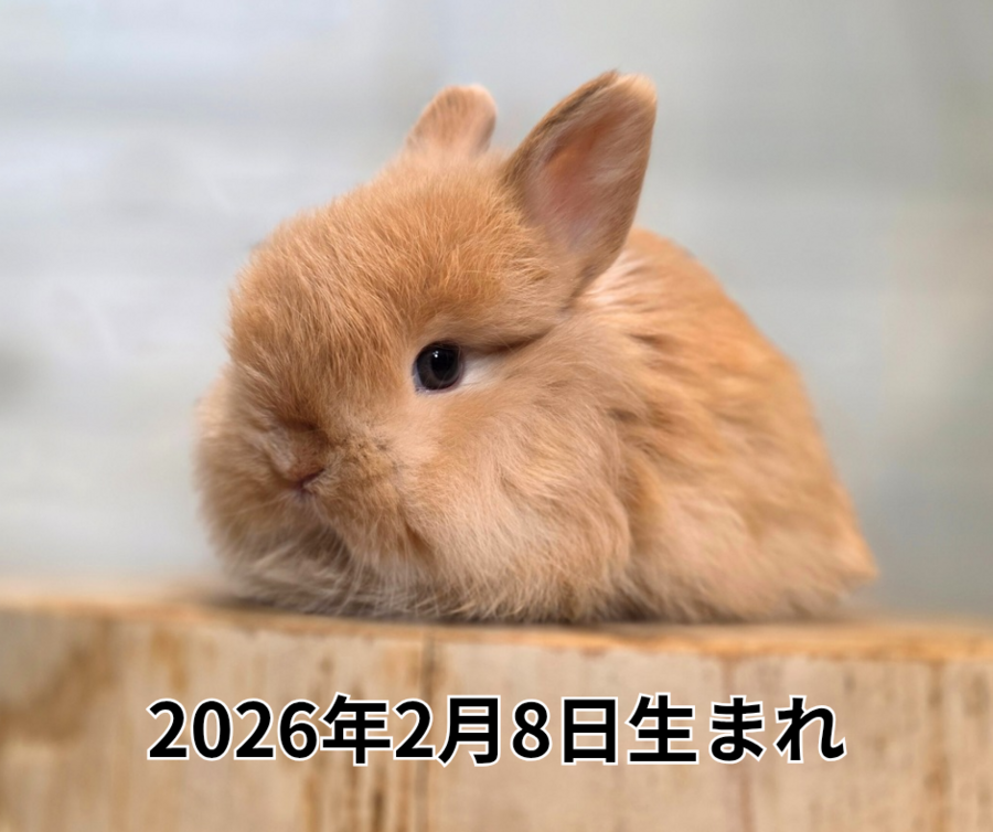 2025年11月5日生まれ_20260312_211316_0000.png