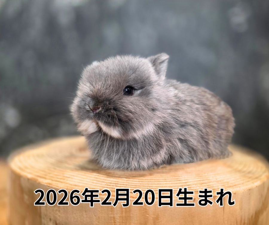 2026年2月20日生まれ_20260319_174958_0000.png