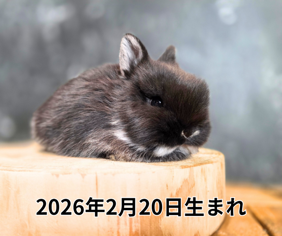 2026年2月20日生まれ_20260319_184548_0000.png