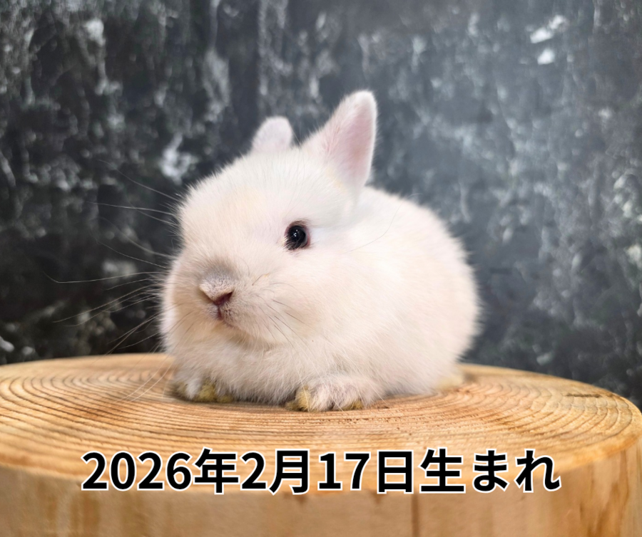2026年2月17日生まれ_20260319_211340_0000.png