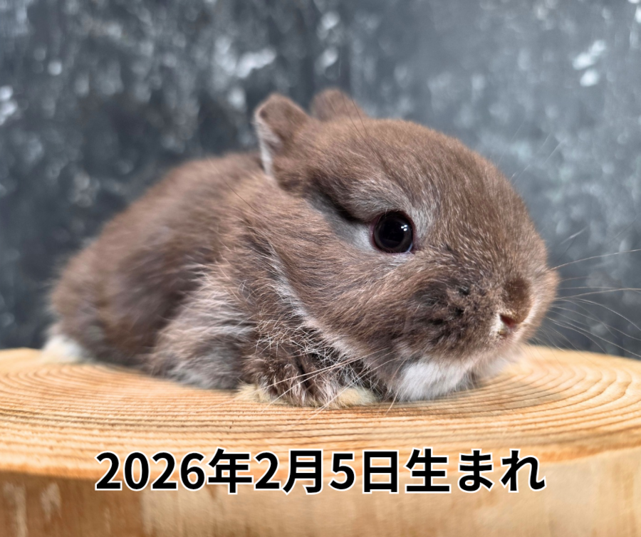 2025年11月5日生まれ_20260319_212051_0000.png