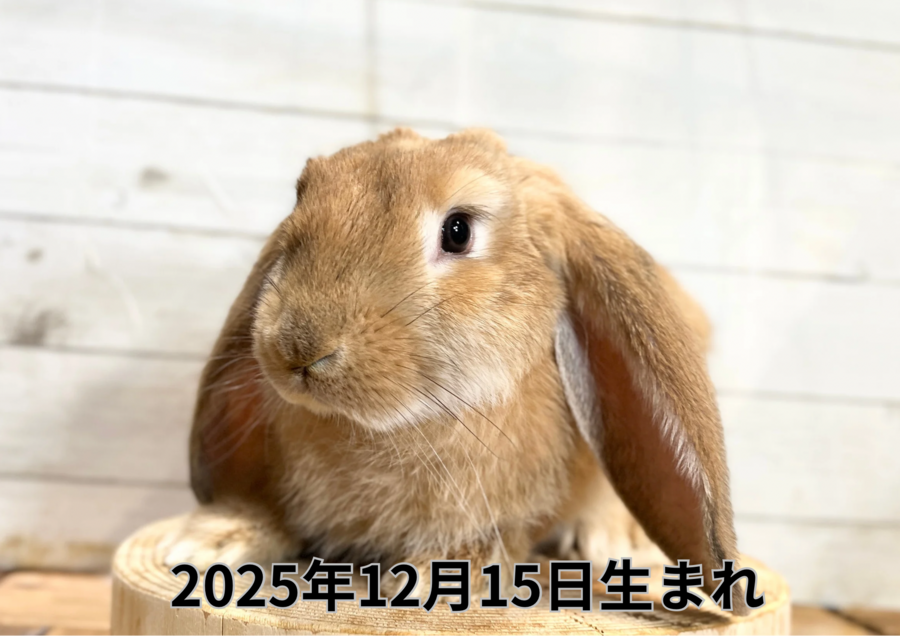 20260310バナー変更 (1).PNG