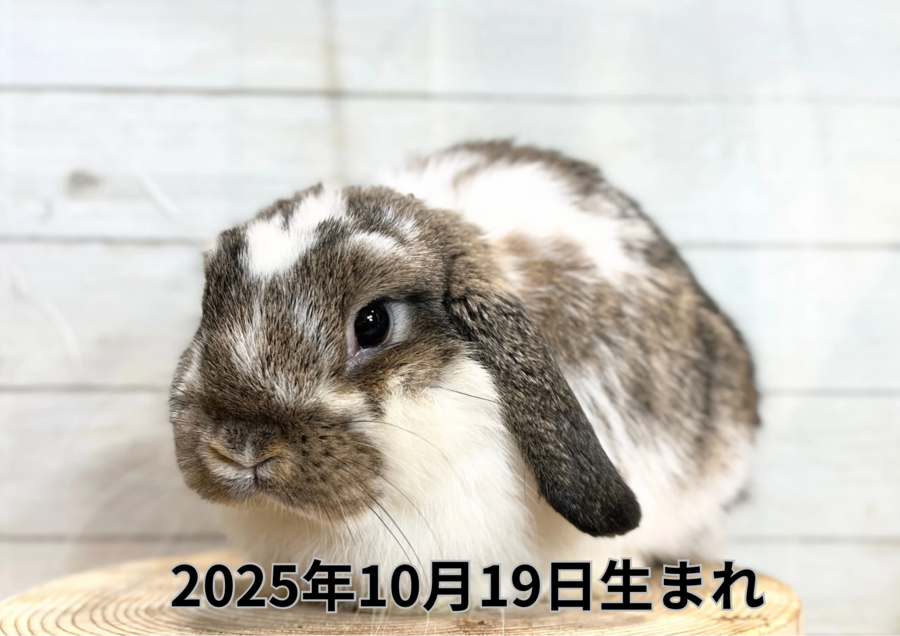 20260310バナー変更 (2).PNG