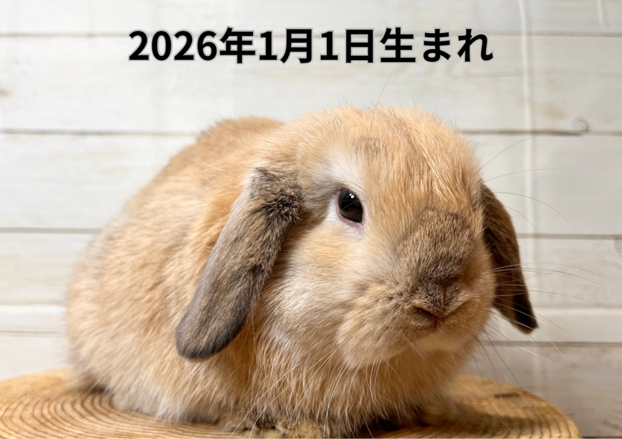 20260321バナー変更 (1).PNG