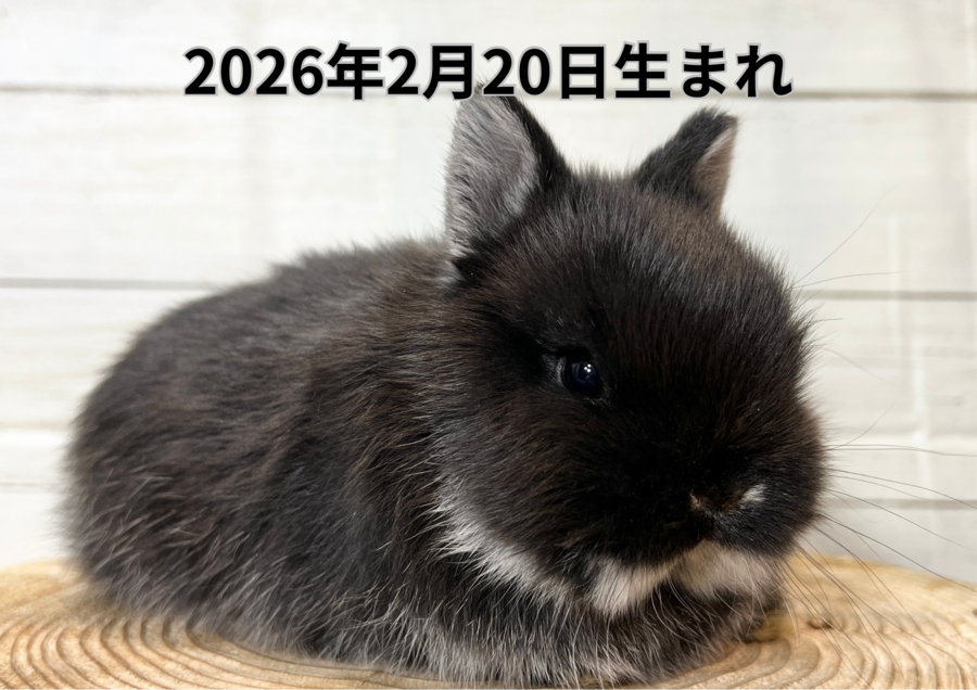 20260321バナー変更 (10).PNG