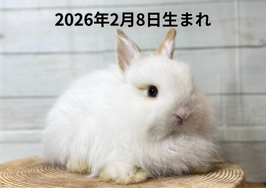 20260321バナー変更 (3).PNG