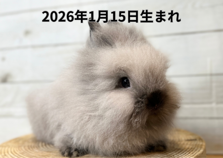 20260321バナー変更 (4).PNG