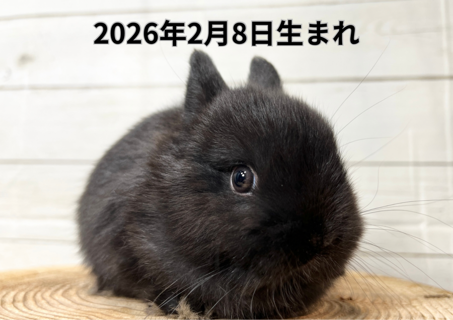 20260321バナー変更 (5).PNG