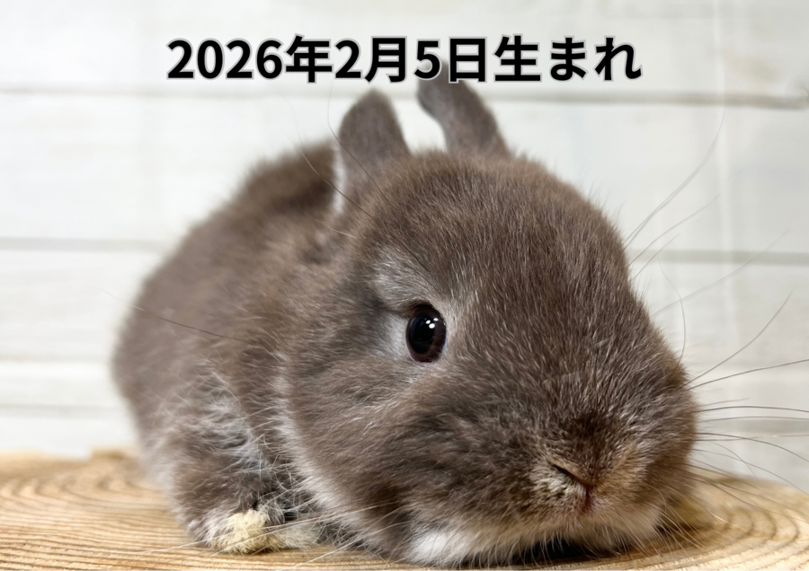 20260321バナー変更 (7).PNG