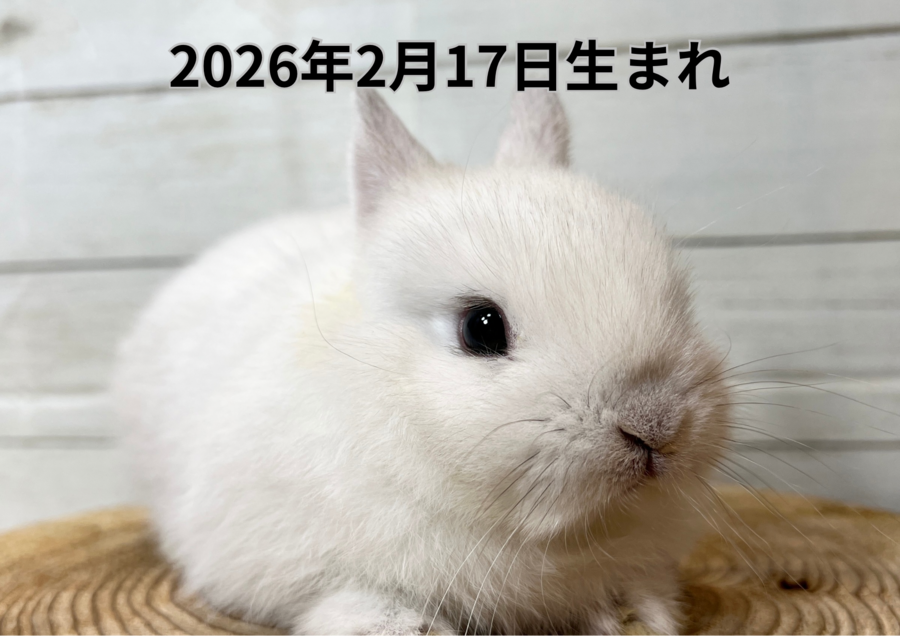 20260321バナー変更 (9).PNG