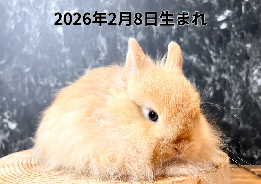 20260323バナー変更 (1).PNG