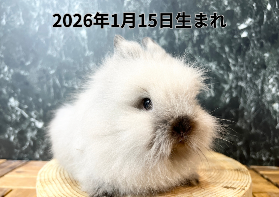 20260323バナー変更 (2).PNG