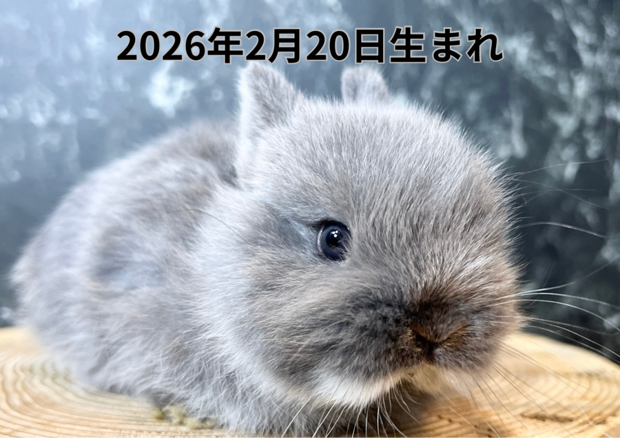 20260323バナー変更 (3).PNG