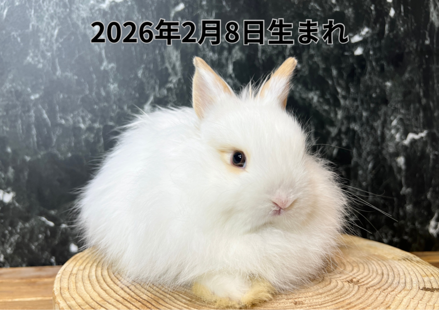 20260323バナー変更 (4).PNG