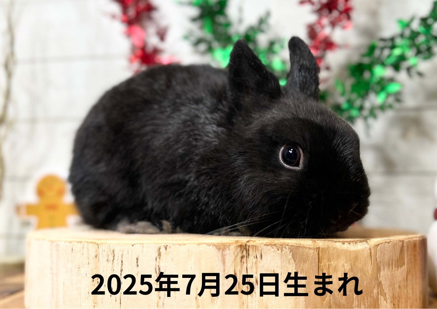 札幌 うさぎ専門店 | モンラパン（mon Lapin）