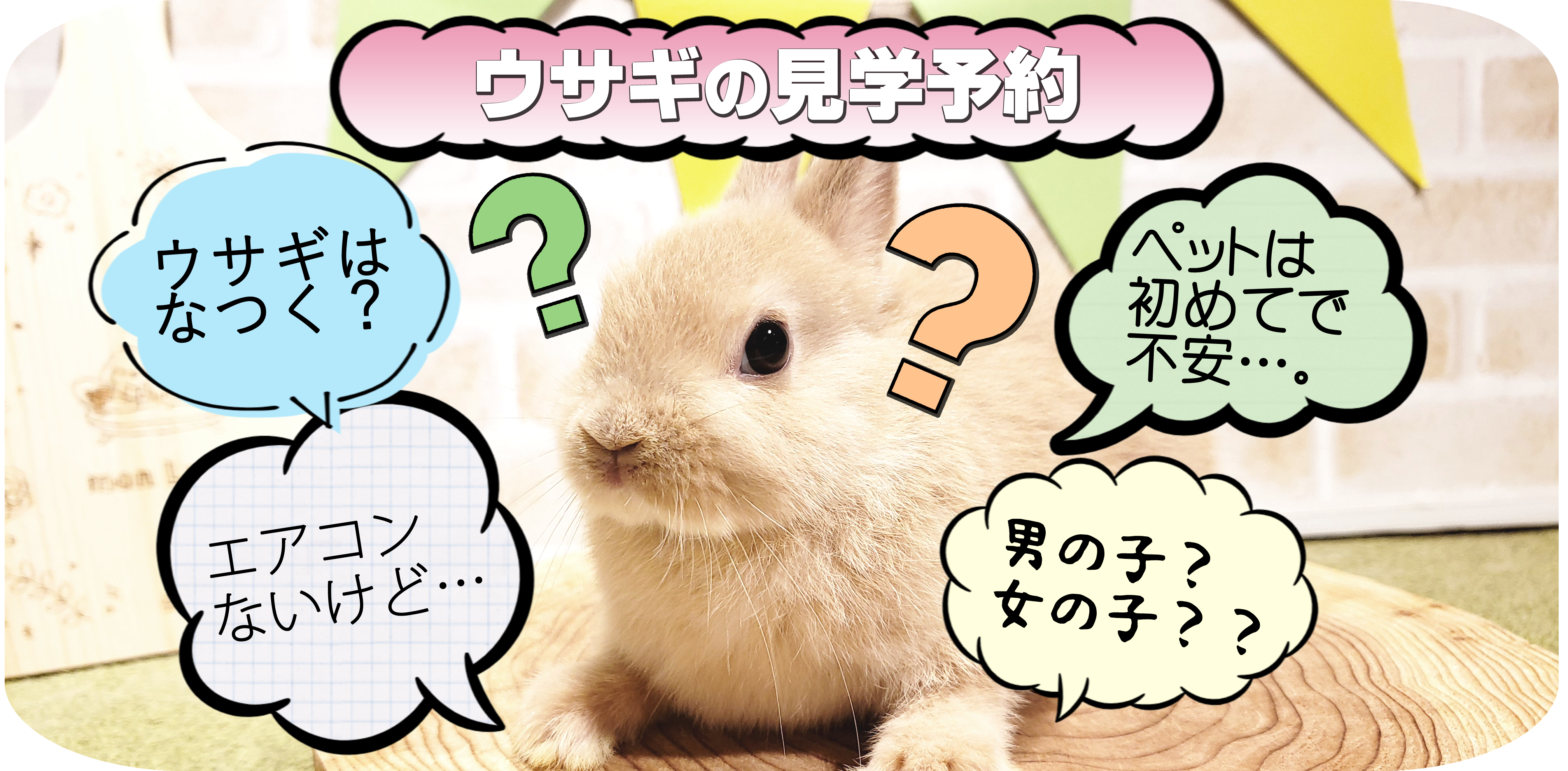 札幌 うさぎカフェ うさぎ販売 モンラパン Mon Lapin