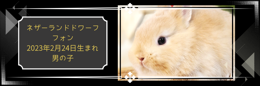 とっておきし新春福袋 ラビットフード モンラパン