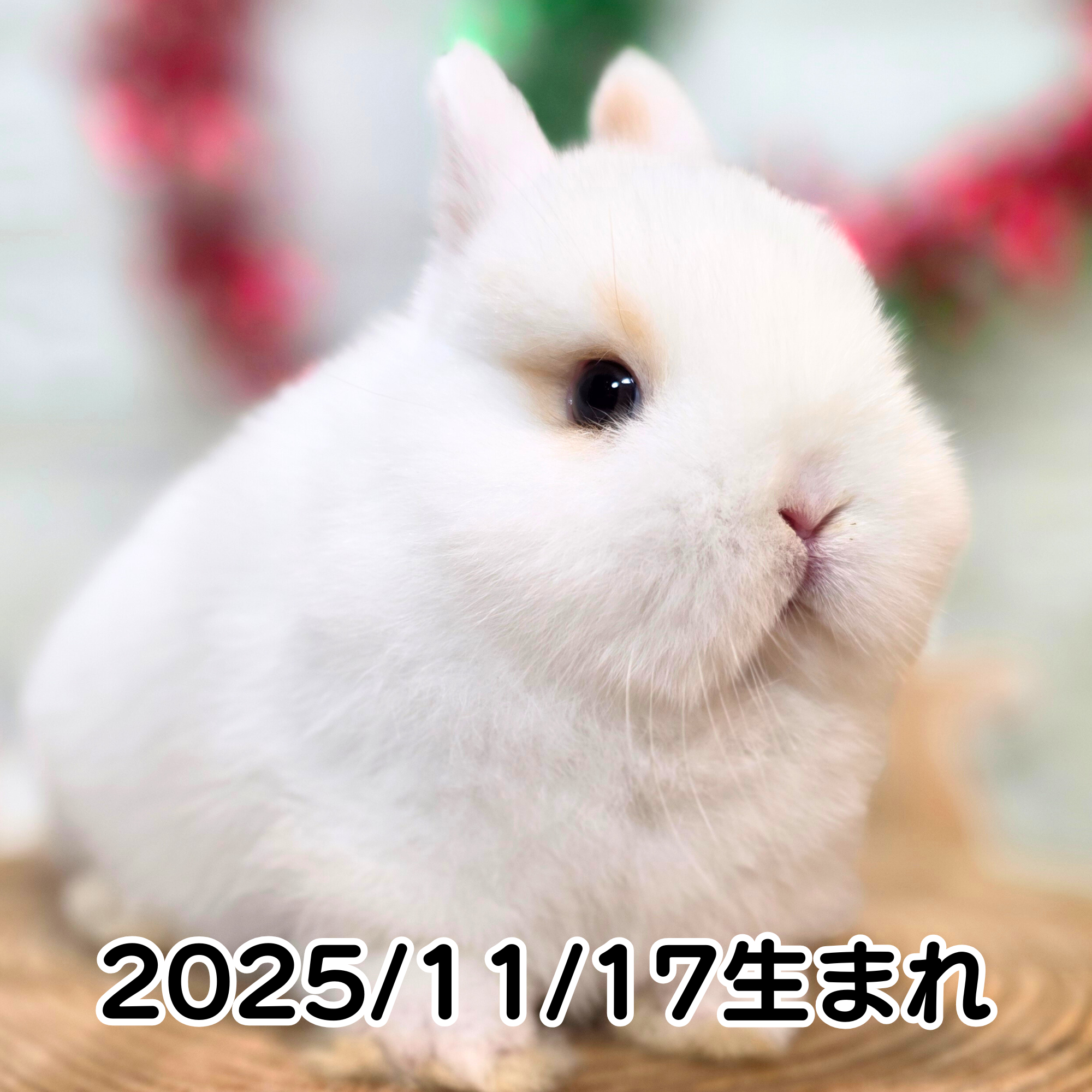 札幌 うさぎ専門店 | モンラパン（mon Lapin）