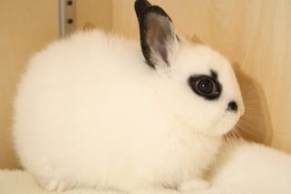 ネザーランドドワーフ | うさぎ販売 | 札幌のうさぎ販売・ペット