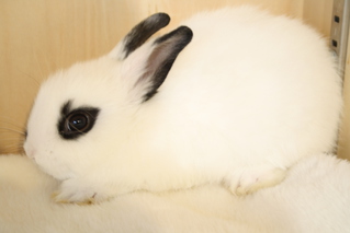 ネザーランドドワーフ | うさぎ販売 | 札幌のうさぎ販売・ペット