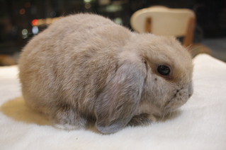 ホーランドロップ うさぎ販売 札幌のうさぎ販売 ペットショップ うさぎカフェのモンラパン Mon Lapin