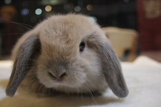 ホーランドロップ うさぎ販売 札幌のうさぎ販売 ペットショップ うさぎカフェのモンラパン Mon Lapin