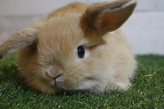 ホーランドロップ うさぎ販売 札幌のうさぎ販売 ペットショップ うさぎカフェのモンラパン Mon Lapin