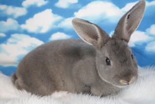 ミニレッキス うちの子（うさぎ：ミニレッキス）Small Animal Life｜うさぎ