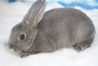ミニレッキス | うさぎ販売 | 札幌のうさぎ販売・ペットショップ